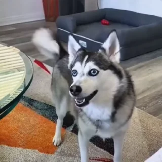 🐩