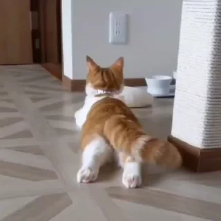 🐈