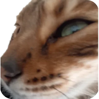 🐱
