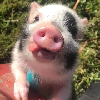 🤪