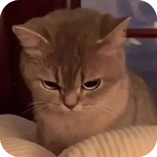 😼