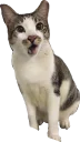 🐱