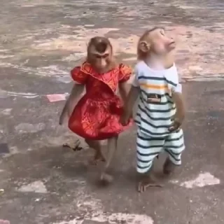 🙉
