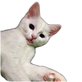 🐱
