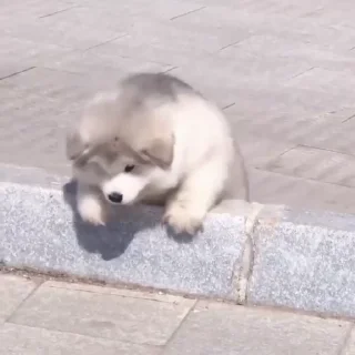 🤍