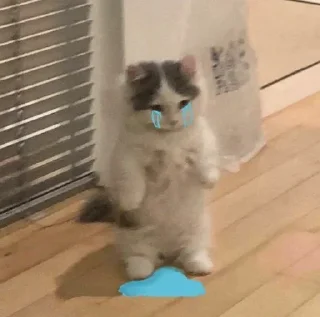 😿