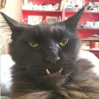 😼