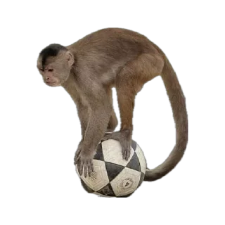 ⚽️