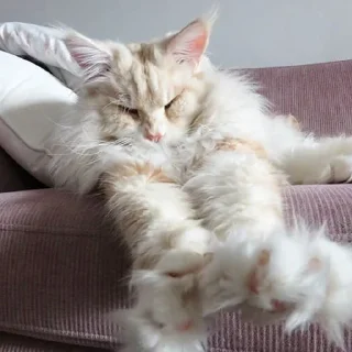 😴