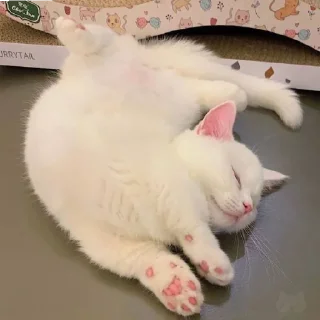 🐈