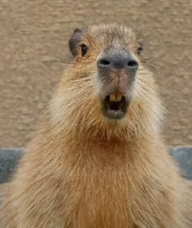 🐗