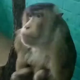 Monkey 🐒 @freetopsticker