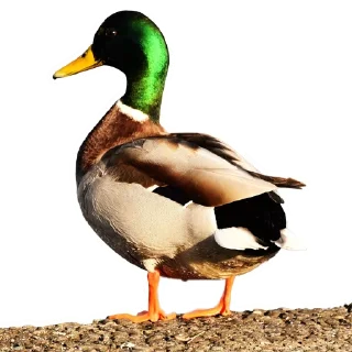 🦆