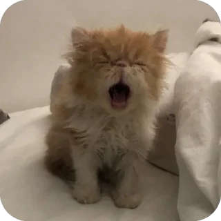 😴