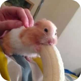 🐾