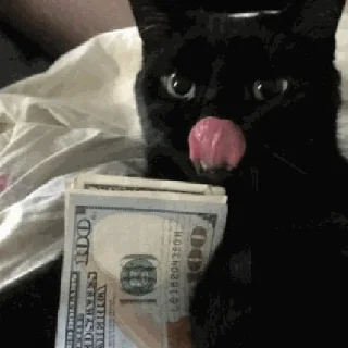 🙀