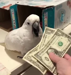 💰