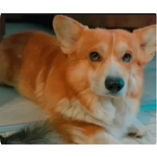 🐶