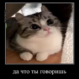 🐱