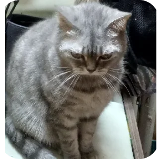 🐱
