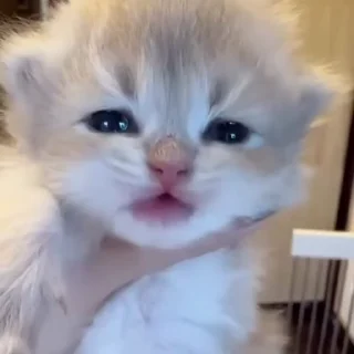 🌟
