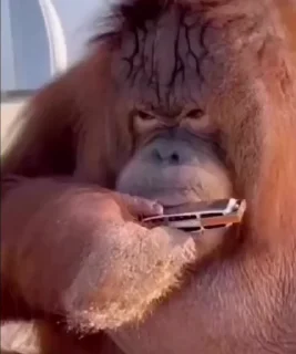 🎶