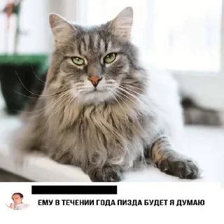 🐈