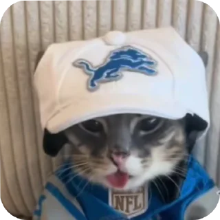 🐱