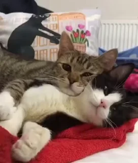 😻