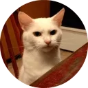 🐱