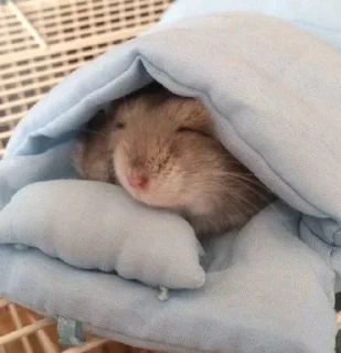 Hamster Kiana