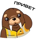 Животные Арктики