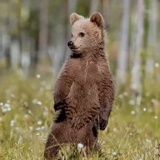 🤩