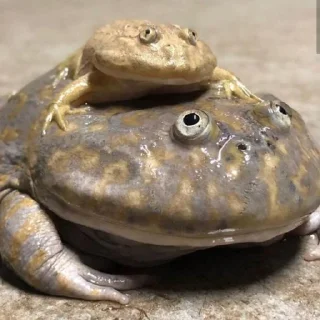 🐸