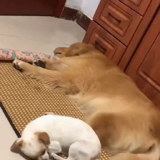 🐩
