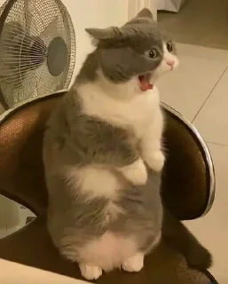 😳
