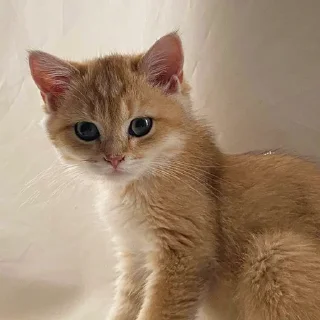 🐯