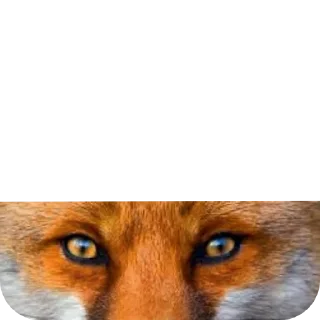 🦊