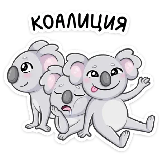 🐨