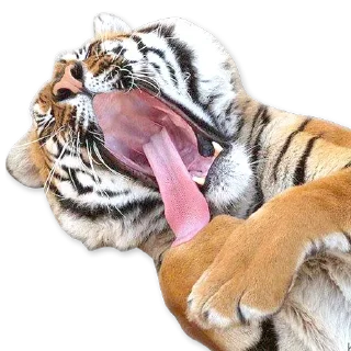 🐯