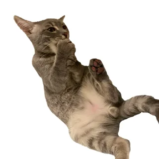🤙