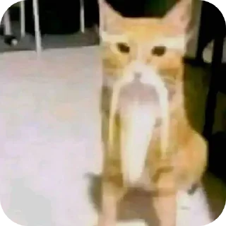 🐱