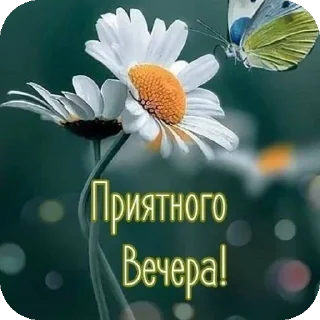 🌸