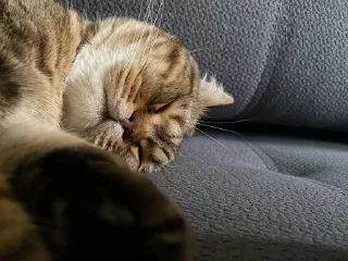 🌟