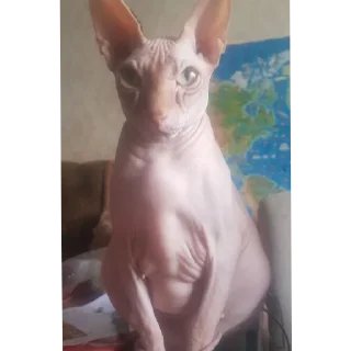 🐱