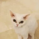 😾
