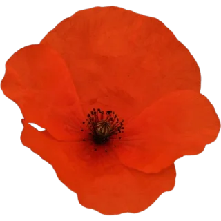 🌺