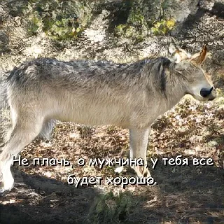 🐺