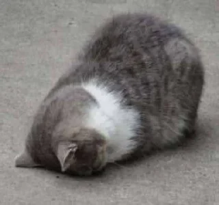 🐱