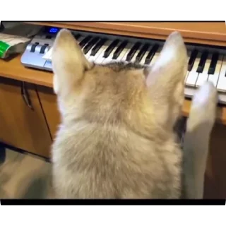 🐱